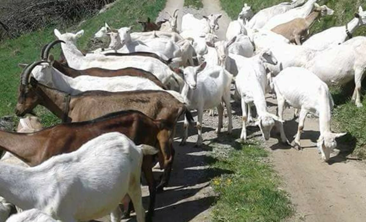 Azienda Agricola Lualdi Marco in Val di Peio
