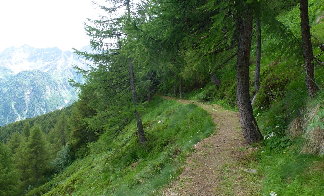 Monte Tonale Orientale | © Ph Guide Alpine Val di Sole, APT - Valli di Sole, Peio e Rabbi