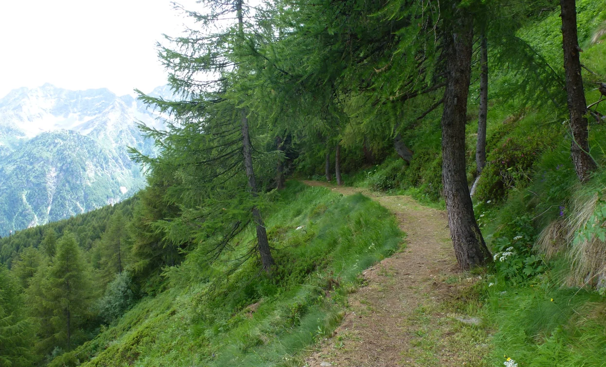 Monte Tonale Orientale | © Ph Guide Alpine Val di Sole, APT Valli di Sole, Peio e Rabbi