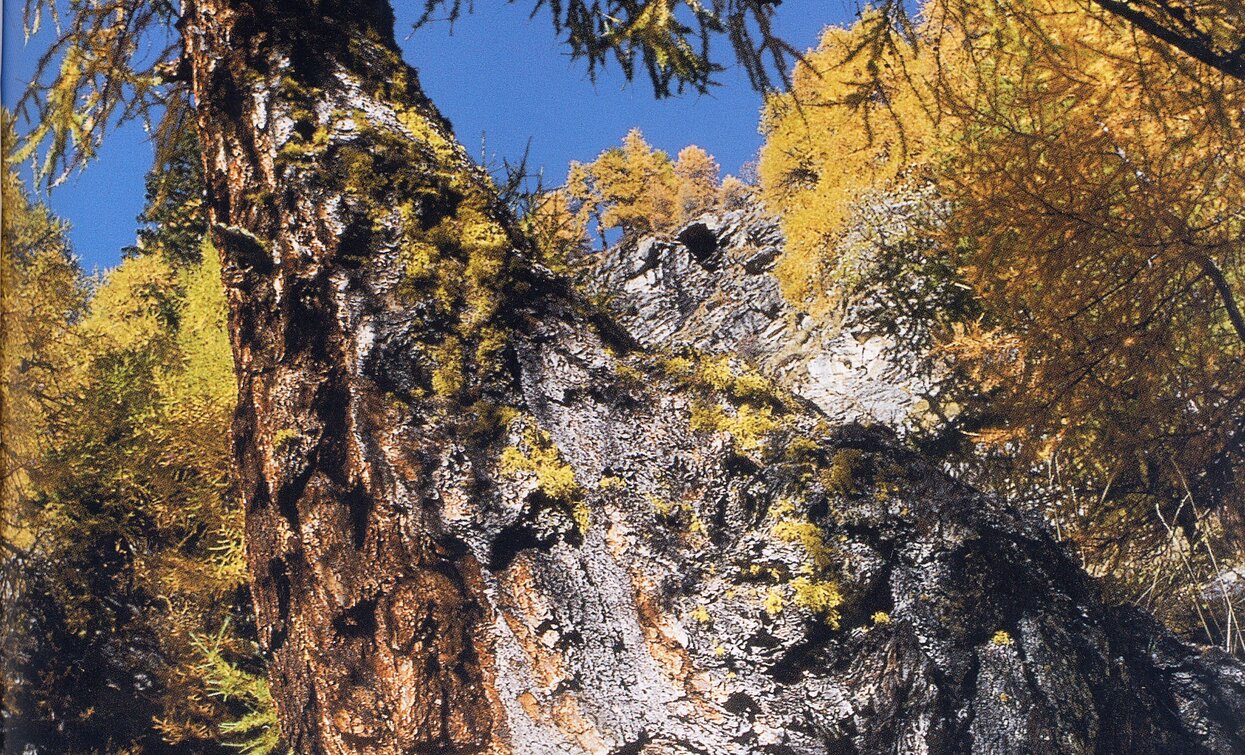 Larice secolare lungo la Scalinata dei larici monumentali | © Parco Nazionale dello Stelvio