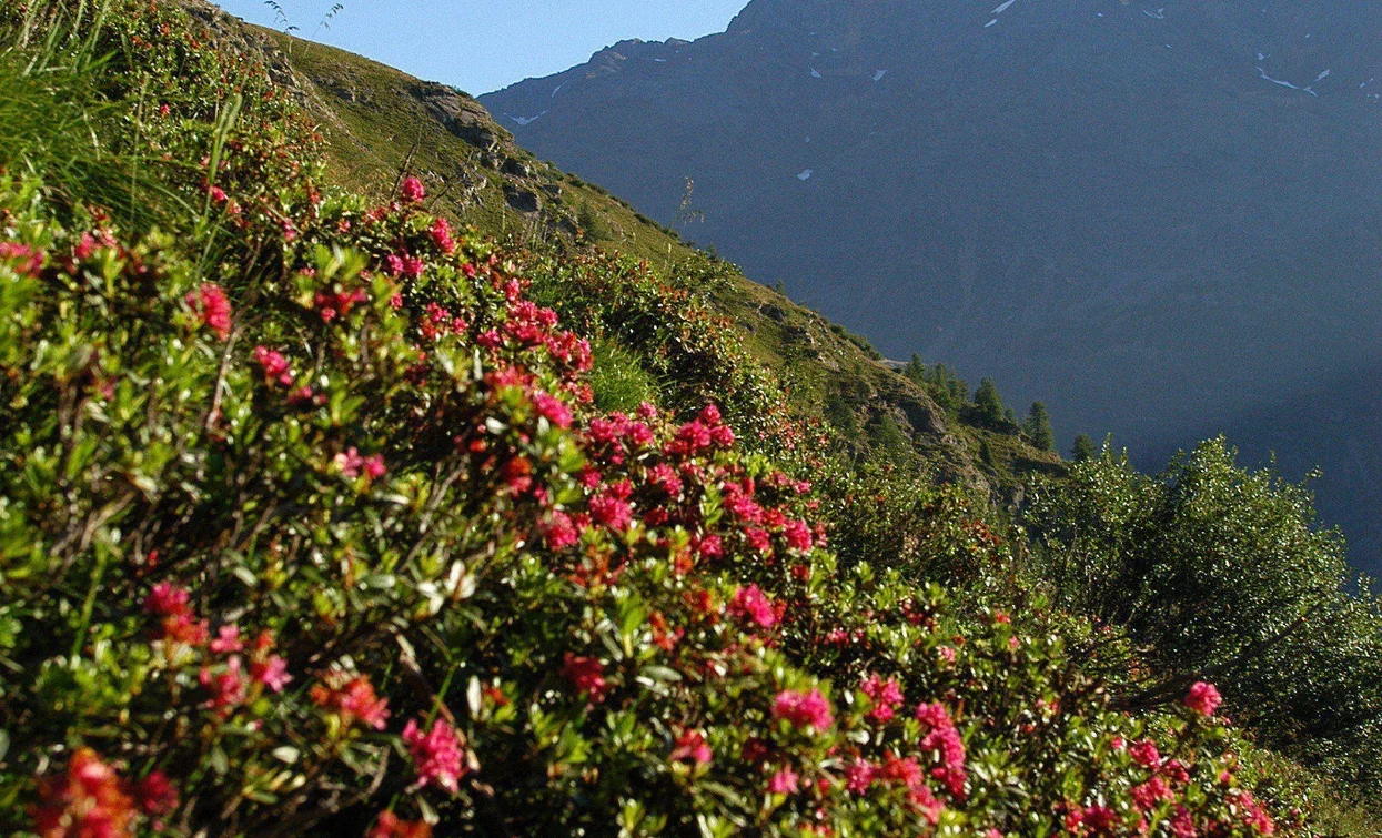Cima Sternai peak | © Ph Guide Alpine Val di Sole, APT Valli di Sole, Peio e Rabbi