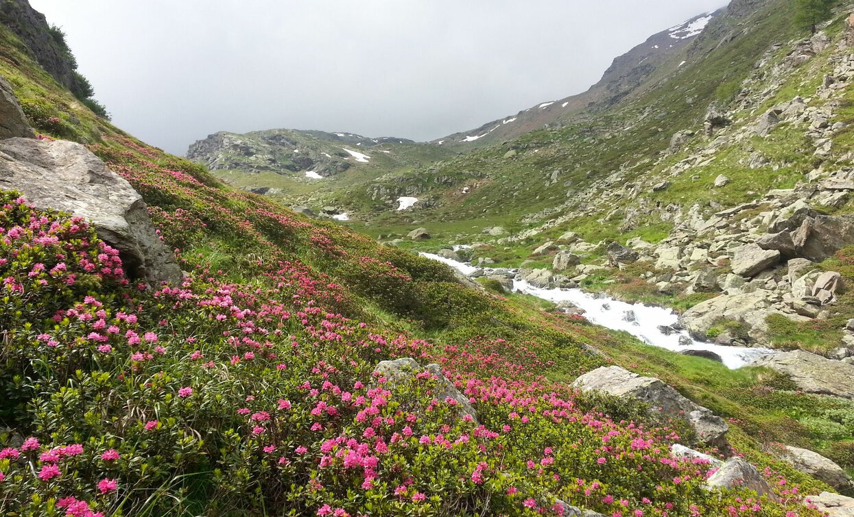 Roter Gipfel Saènt | © Ph Guide Alpine Val di Sole, APT - Valli di Sole, Peio e Rabbi