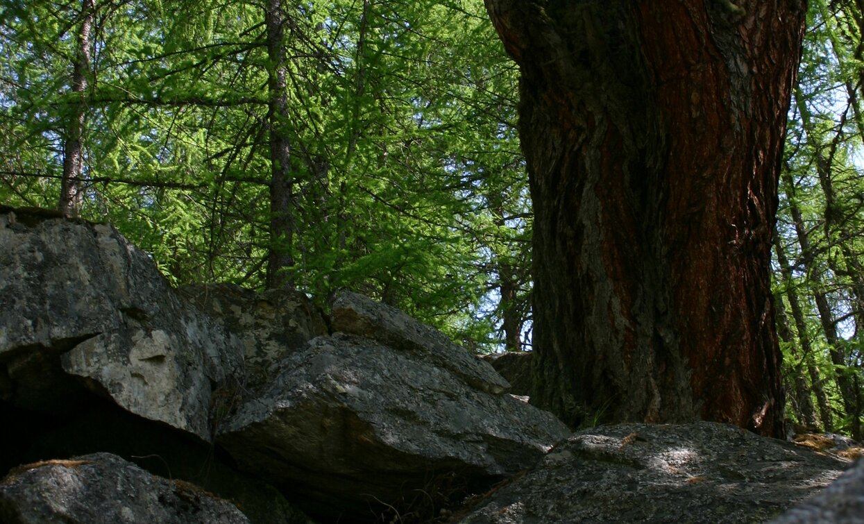 © Parco Nazionale dello Stelvio (settore Trentino)