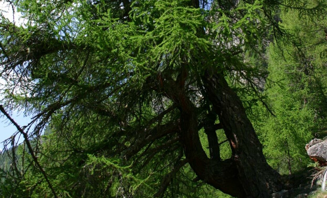 Il larice chiamato "Grande arco" | © Parco Nazionale dello Stelvio (settore Trentino)