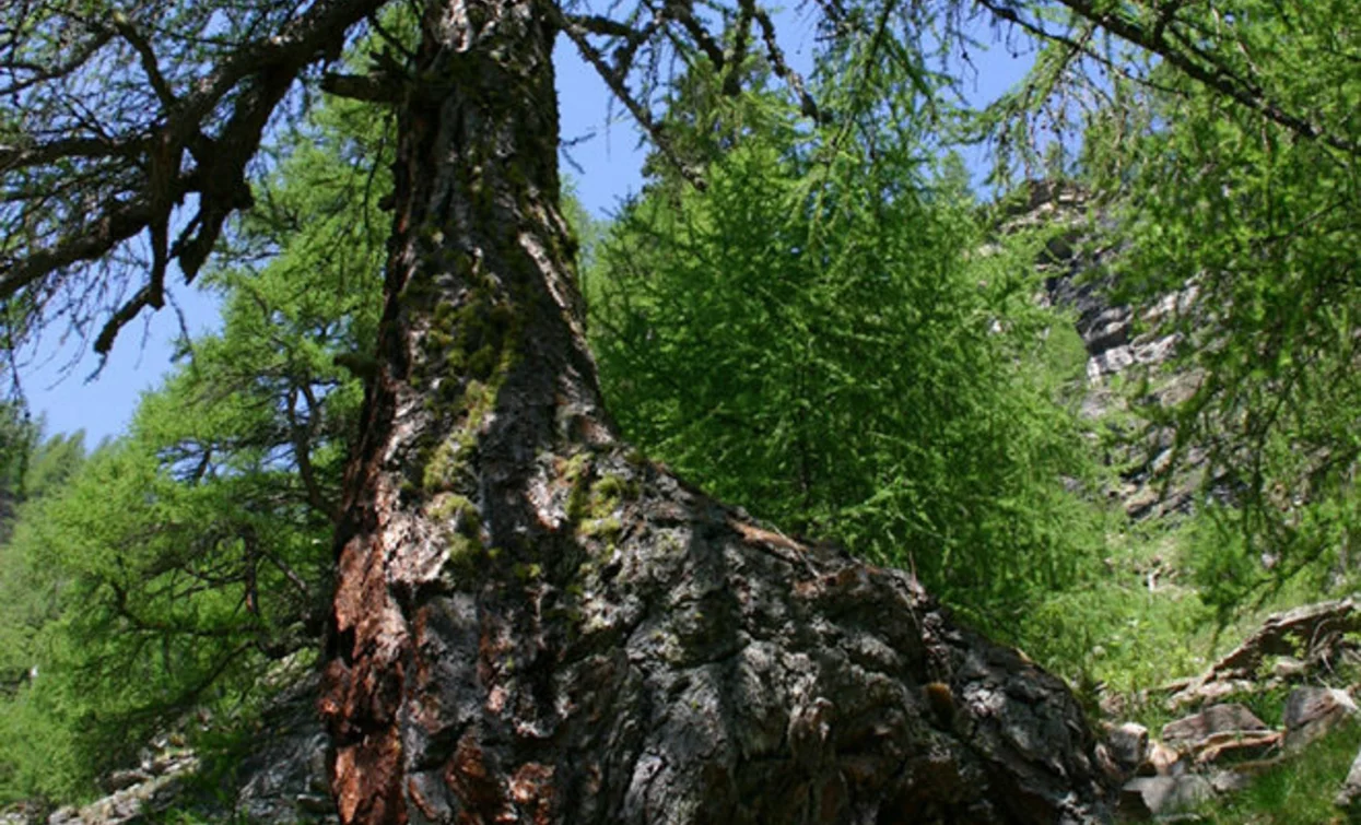 Jahrhunderte alte Lärche entlang des Weges | © Parco Nazionale dello Stelvio (settore Trentino)