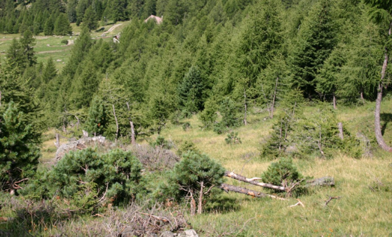 © Parco Nazionale dello Stelvio (settore Trentino)