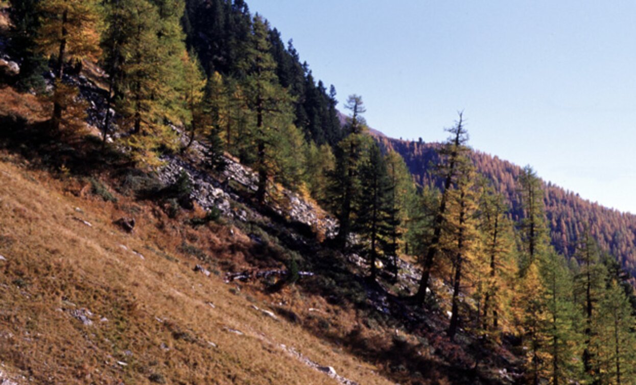 © Parco Nazionale dello Stelvio (settore Trentino)