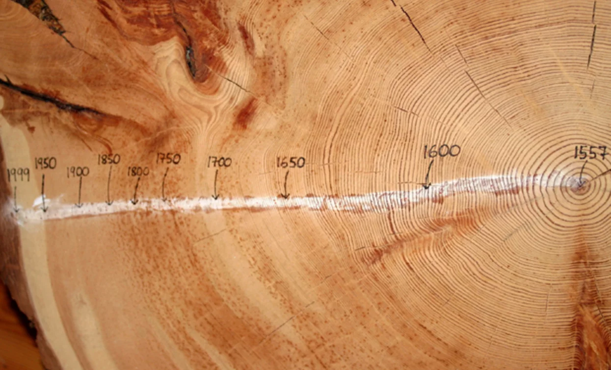 Section of ancient larch | © Parco Nazionale dello Stelvio (settore Trentino)