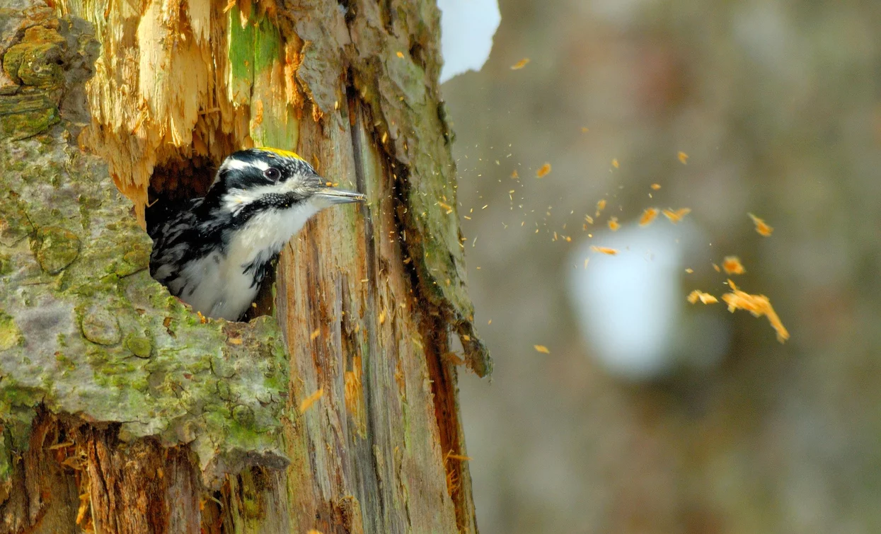 Three-toed woodpecker | © Unknown
