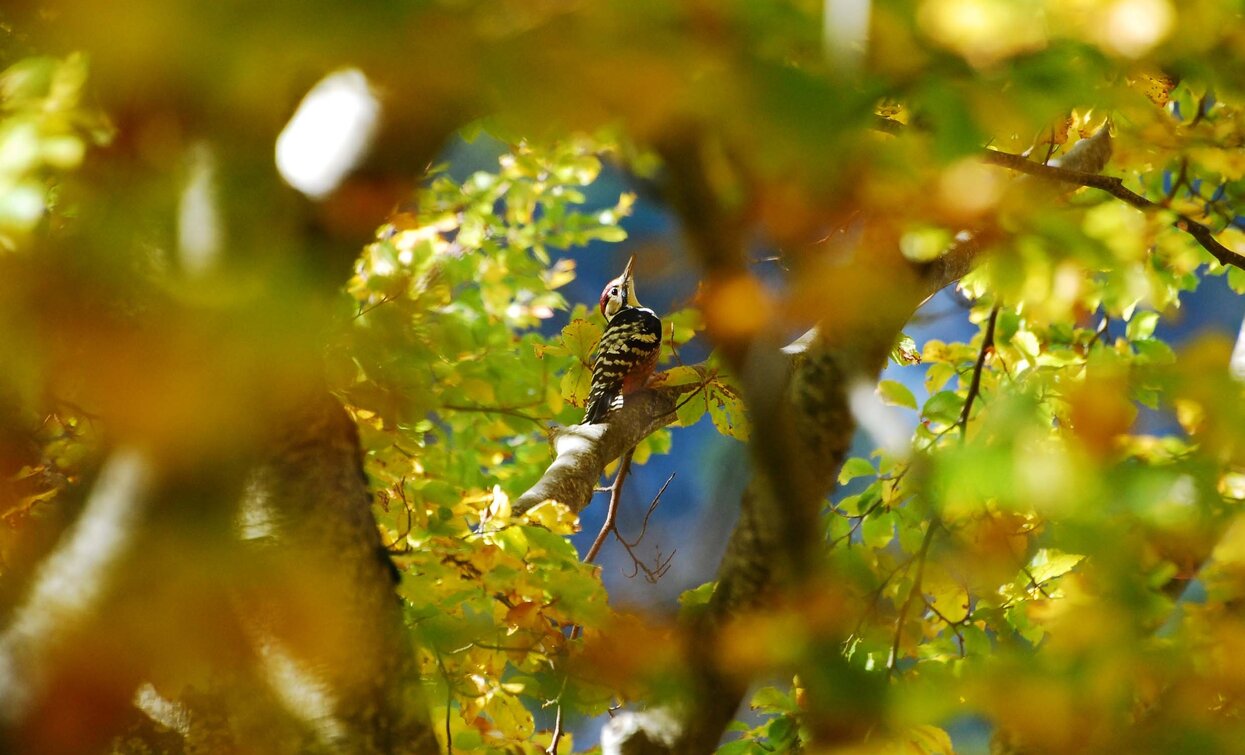 Such mich zwischen den Blättern | © Unbekannt