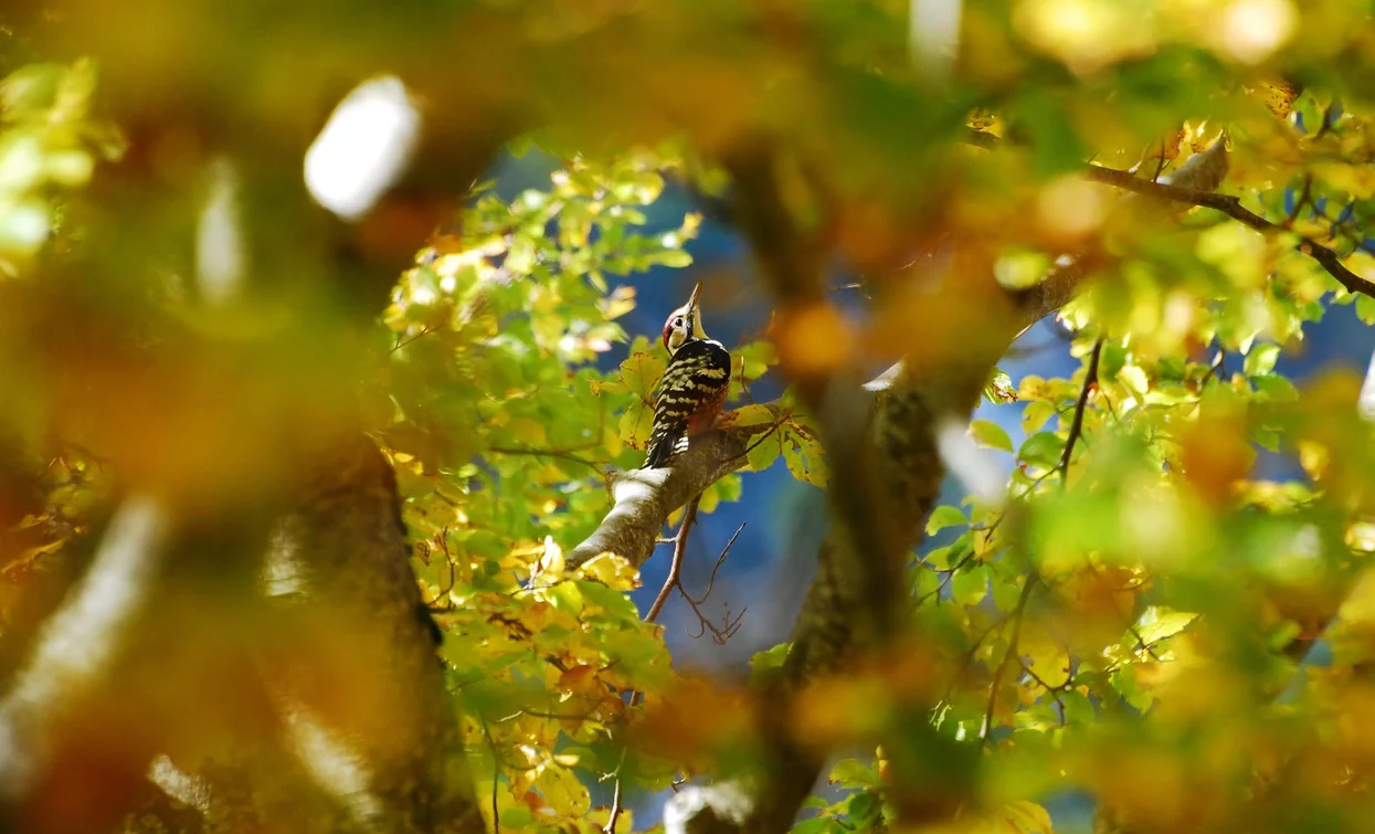 Find me among the leaves | © Unknown