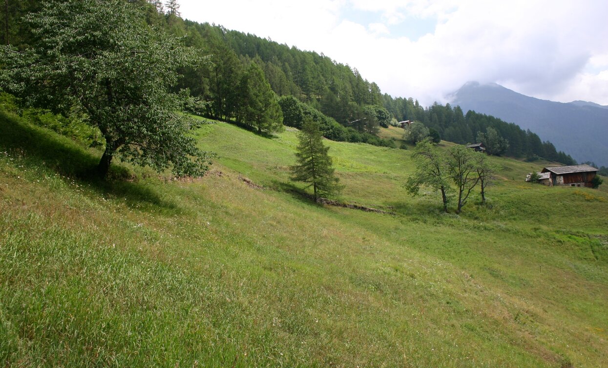 © Parco Nazionale dello Stelvio (settore Trentino)