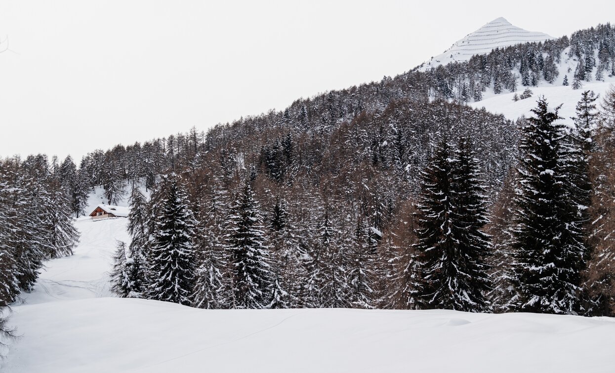 Verso il Cimon di Bolentina | © Giacomo Podetti, Azienda per Il Turismo Val di Sole