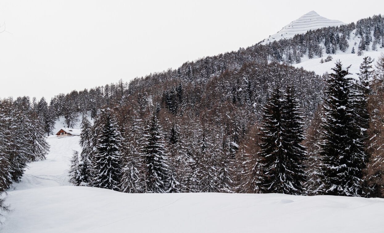 Towards the Cimon di Bolentina | © Giacomo Podetti, Azienda per Il Turismo Val di Sole