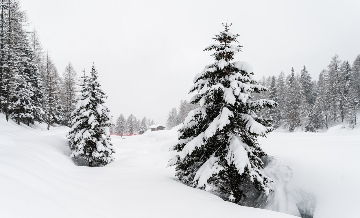 Parco Nazionale dello Stelvio innevato | © Giacomo Podetti, APT Valli di Sole, Peio e Rabbi
