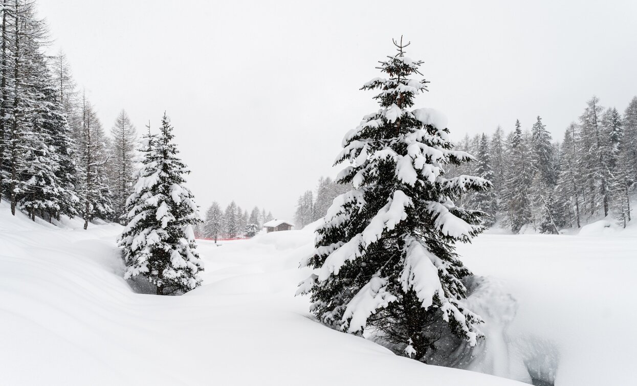 Snow-covered Stelvio National Park | © Giacomo Podetti, APT Valli di Sole, Peio e Rabbi