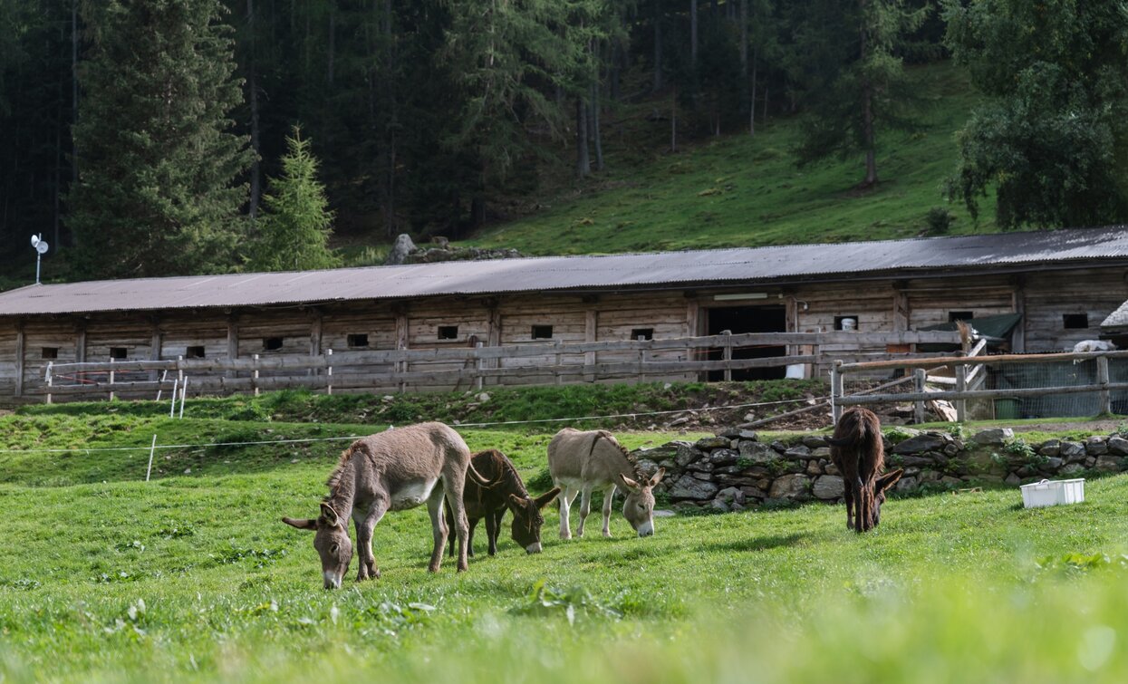 Malga Fratte | © Giacomo Podetti, APT - Valli di Sole, Peio e Rabbi