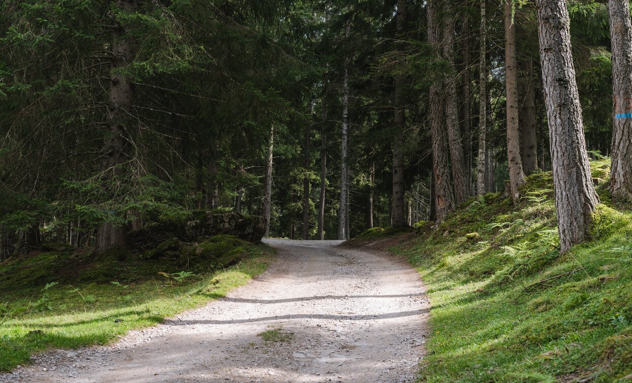 La pace del bosco | © Giacomo Podetti, APT Valli di Sole, Peio e Rabbi