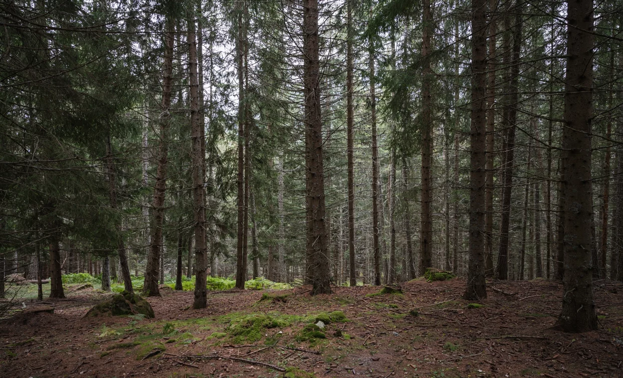 The forests in the Stelvio National Park | © Giacomo Podetti, APT Valli di Sole, Peio e Rabbi