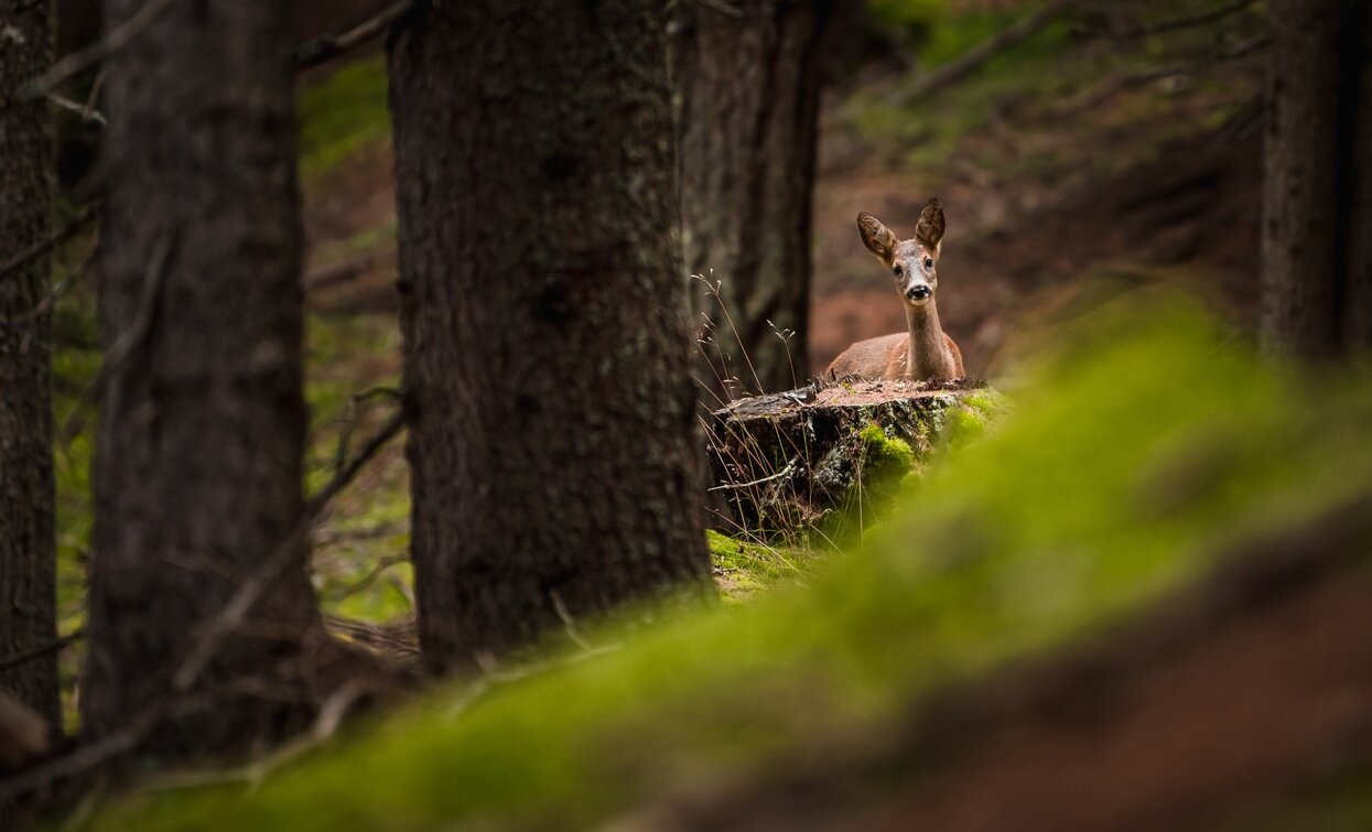 Guardati introno: sei nel Parco Nazionale dello Stelvio! | © Giacomo Podetti, APT Valli di Sole, Peio e Rabbi