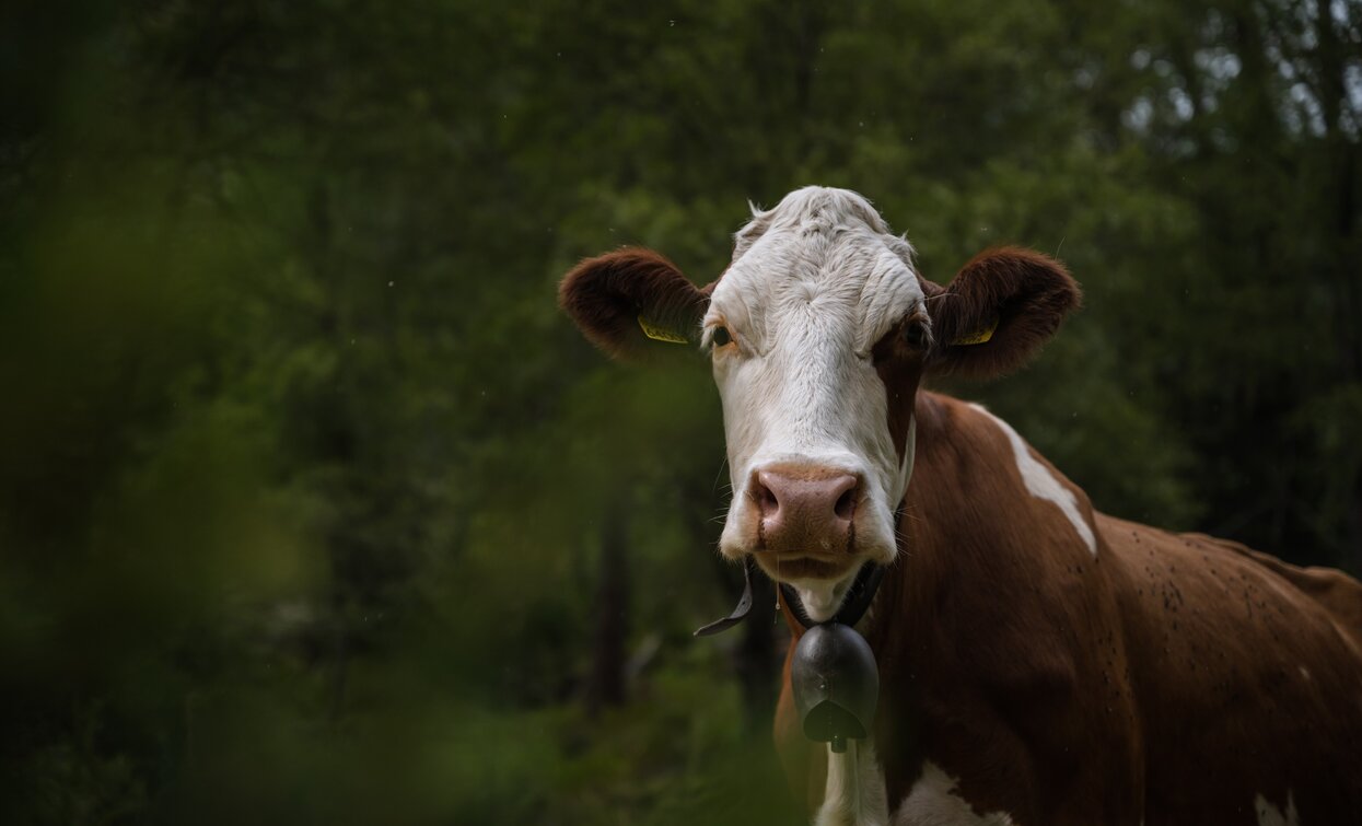 Stablasolo alpine pastures | © Giacomo Podetti, APT Valli di Sole, Peio e Rabbi