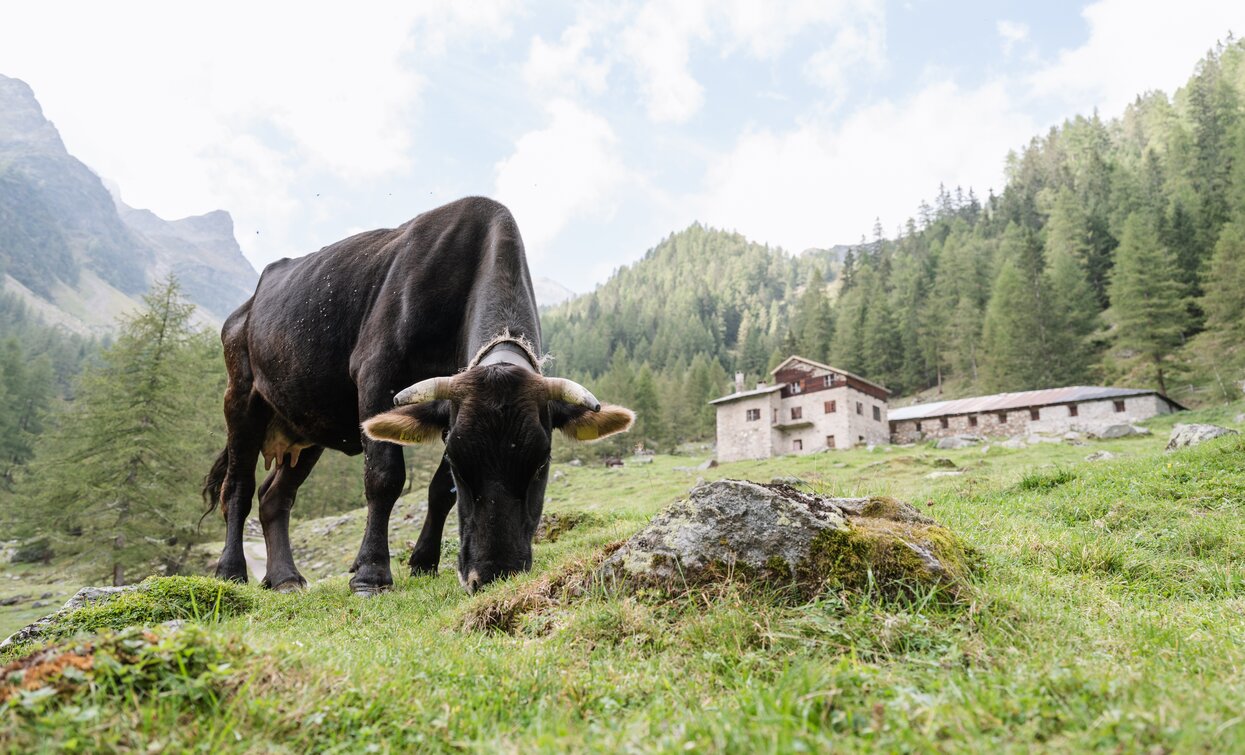 Pascoli di Malga Maleda bassa | © Giacomo Podetti, APT Valli di Sole, Peio e Rabbi