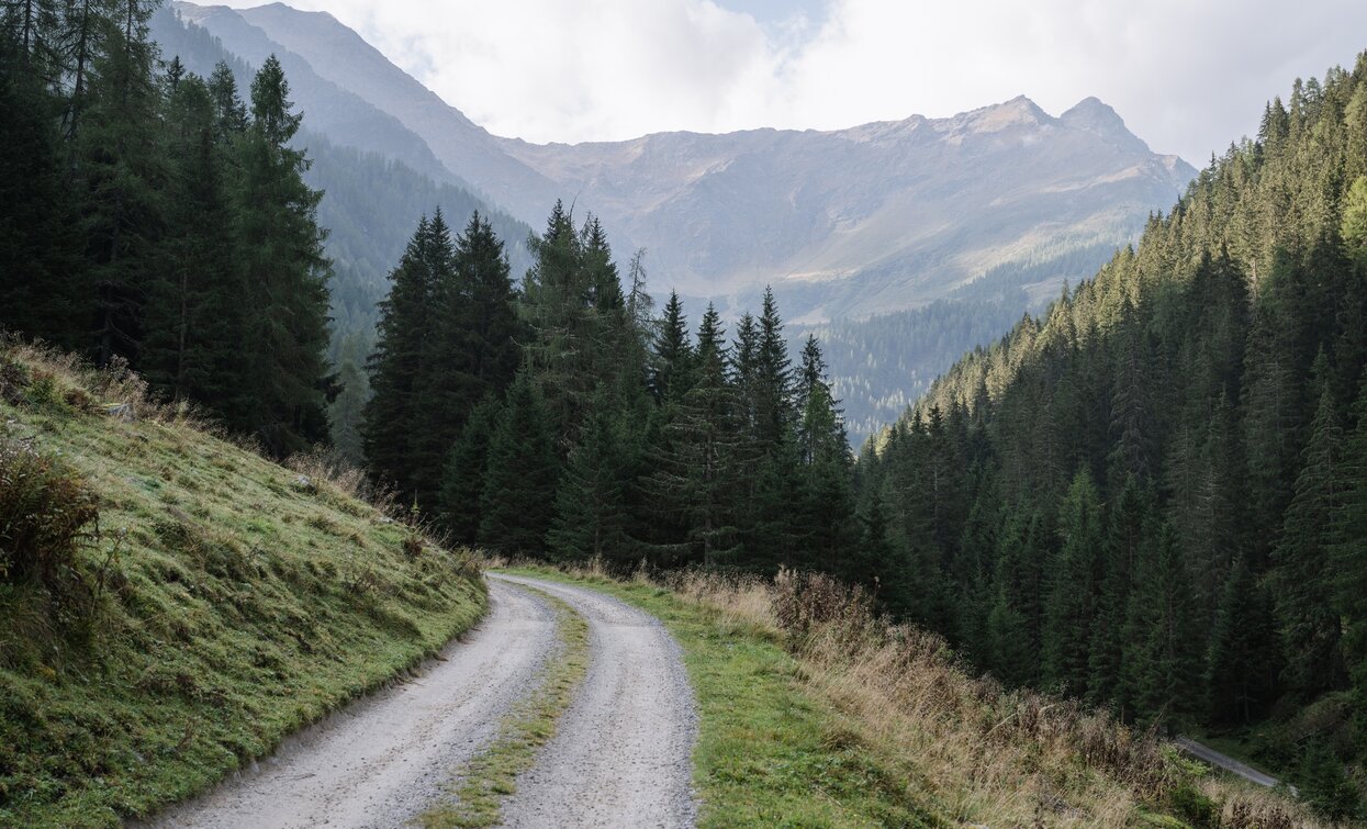 Richtung Malga Stableti | © Giacomo Podetti, APT - Valli di Sole, Peio e Rabbi