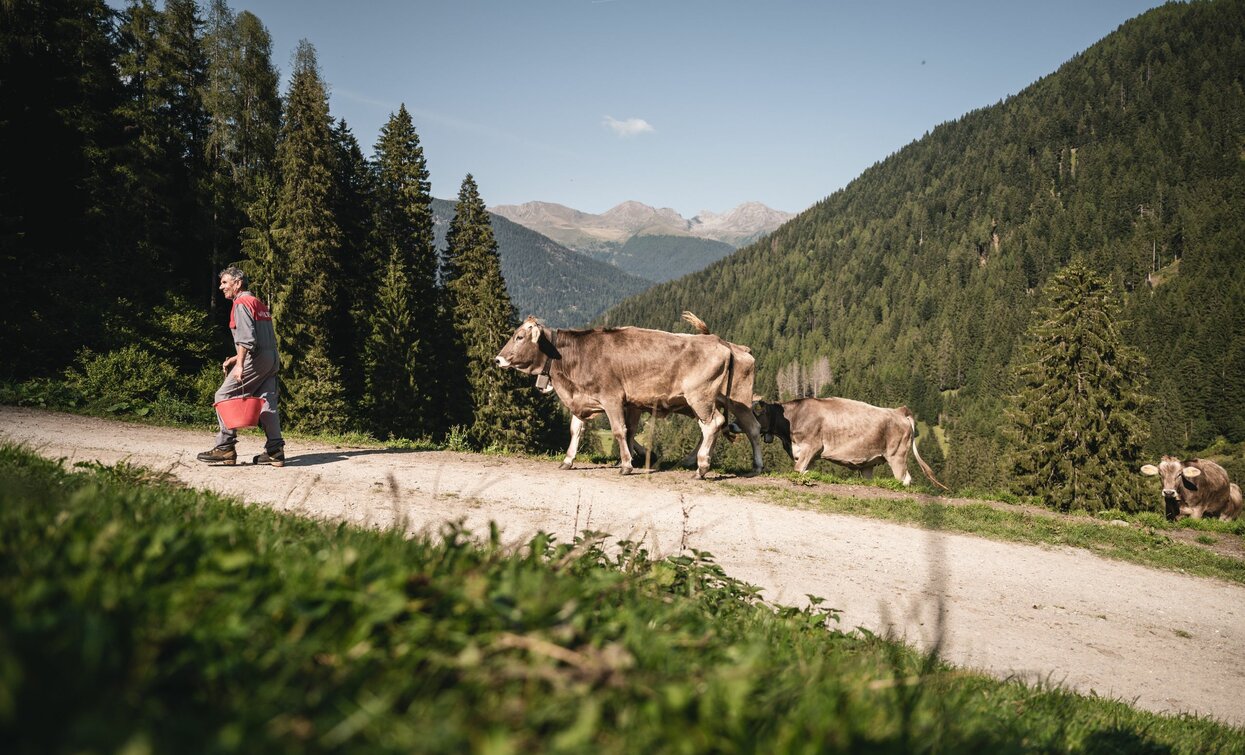 © G. Podetti, APT Valli di Sole, Peio e Rabbi