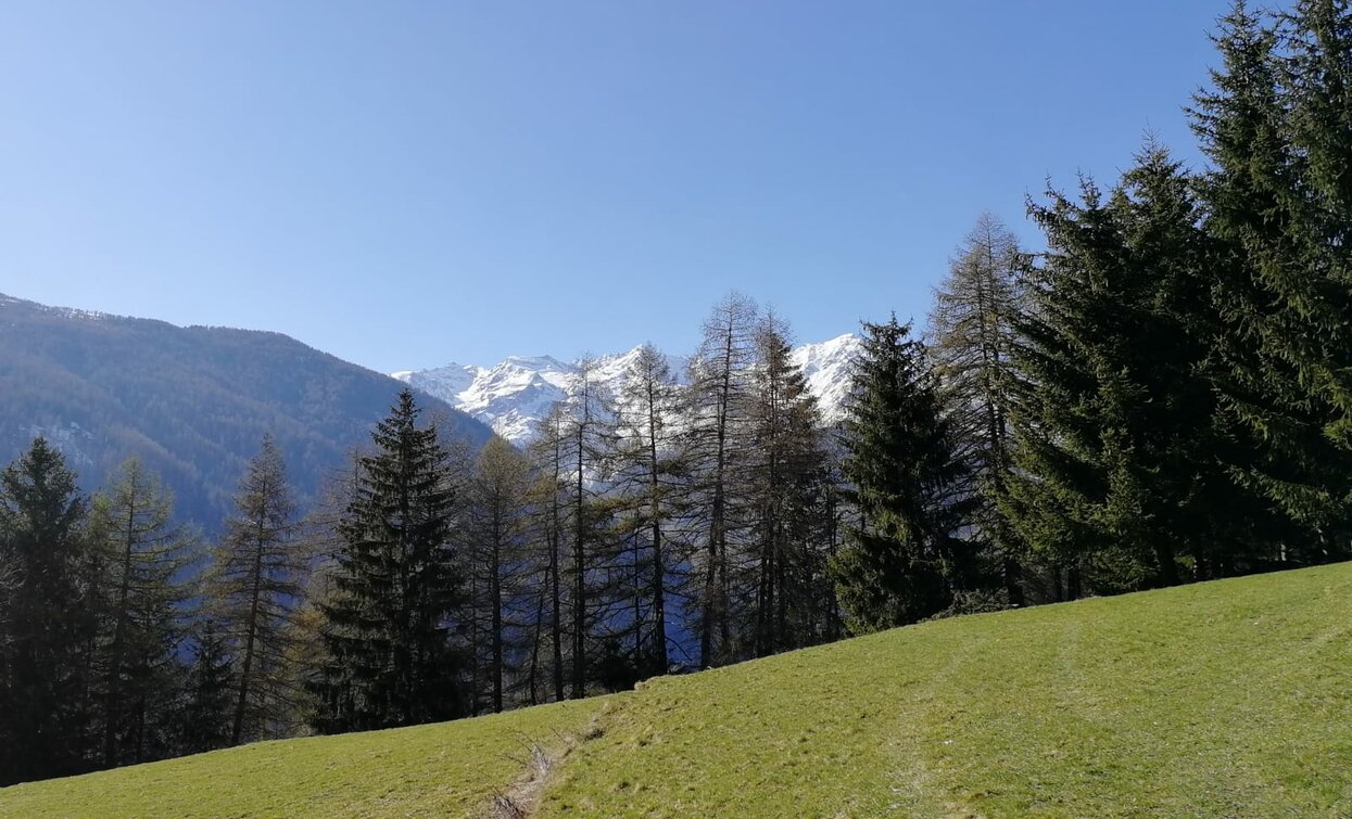 Cevedale Group | © Archivio Apt Val di Sole,Peio e Rabbi, APT Valli di Sole, Peio e Rabbi