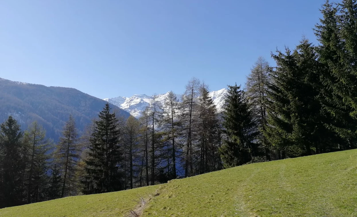Cevedale-Gruppe | © Archivio Apt Val di Sole,Peio e Rabbi, APT - Valli di Sole, Peio e Rabbi