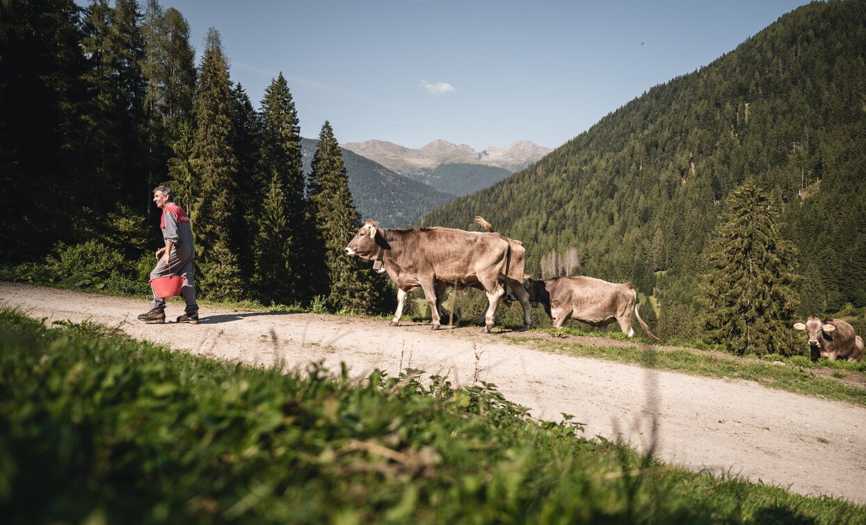 Malga Valpiana | © Giacomo Podetti, APT - Valli di Sole, Peio e Rabbi