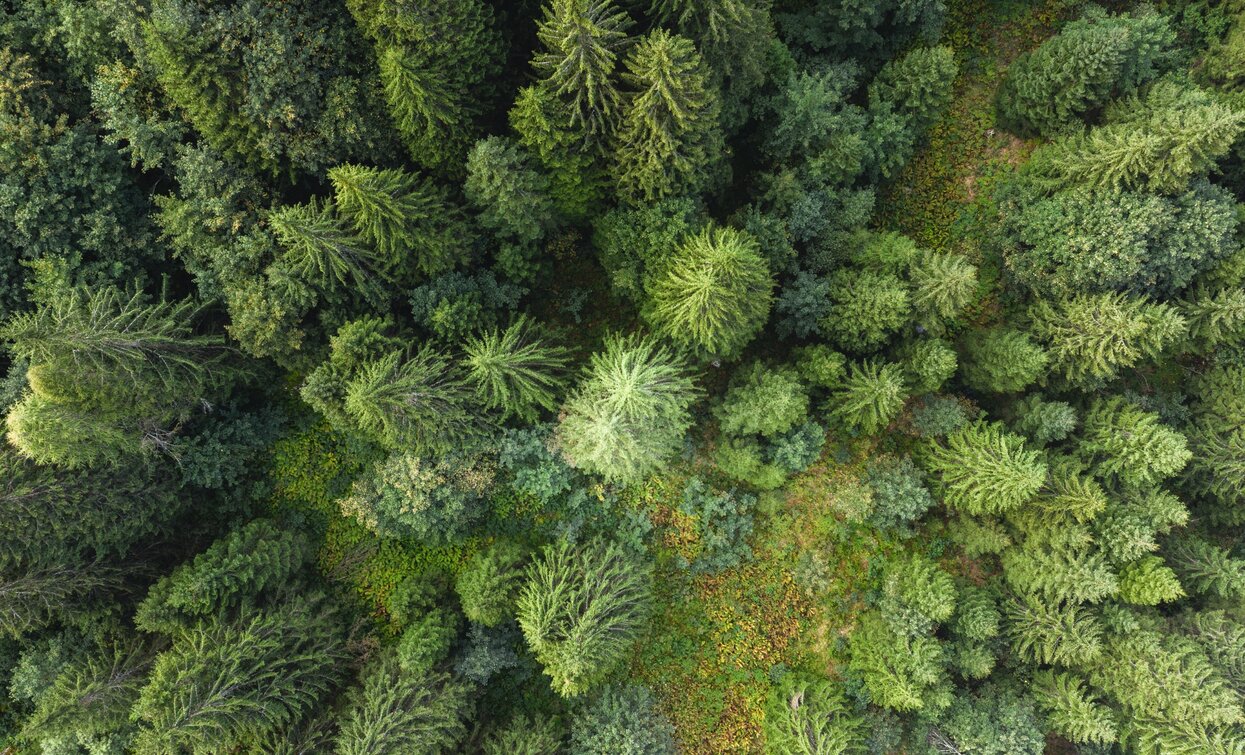 Wälder von Malga Valpiana | © Giacomo Podetti, APT - Valli di Sole, Peio e Rabbi
