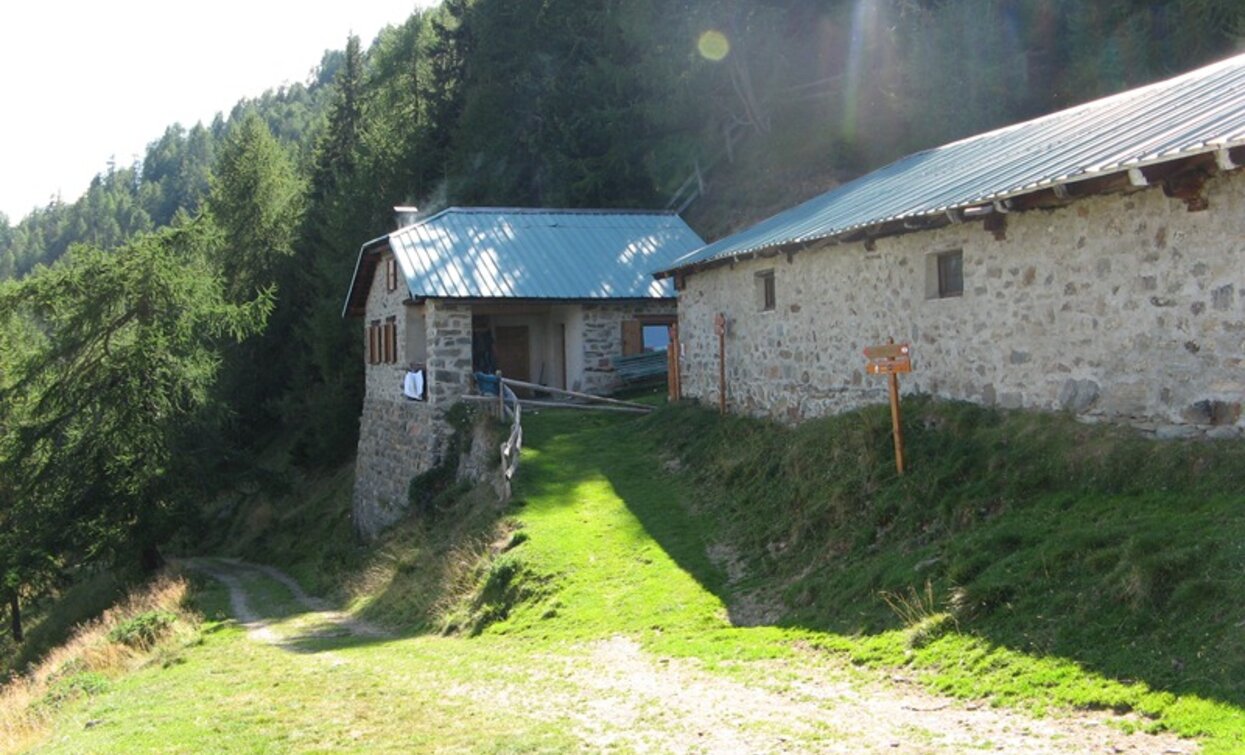 Doss dei Cembri – Malga Saline – Rifugio Scoiattolo | © VisitTrentino, APT Valli di Sole, Peio e Rabbi