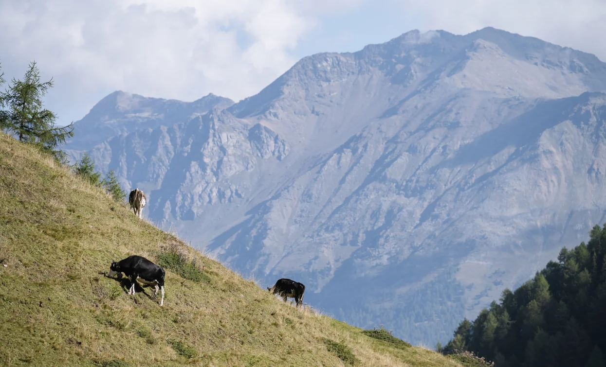 Pascoli of Malga Val Comasine | © Giacomo Podetti, APT Valli di Sole, Peio e Rabbi