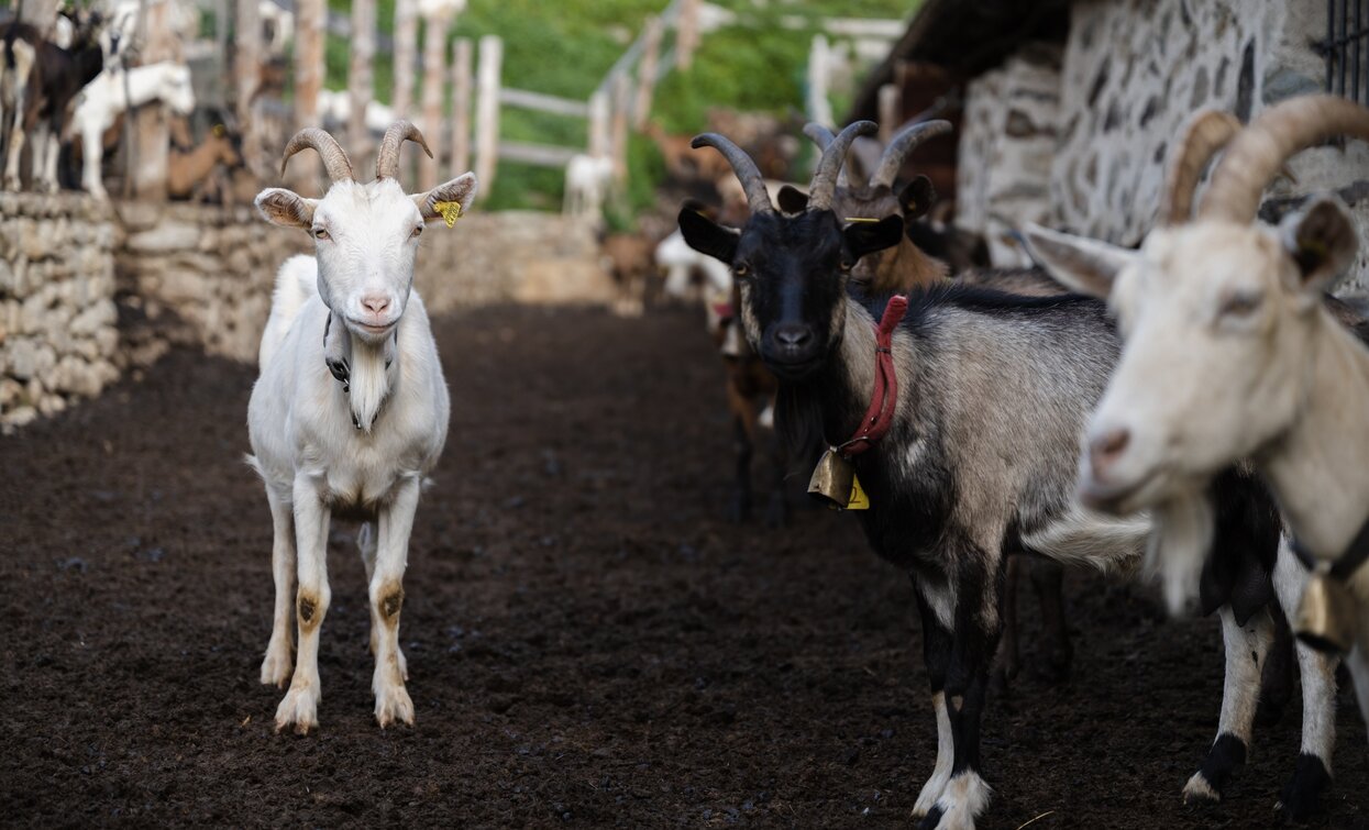 Malga Covel | © Giacomo Podetti, APT Valli di Sole, Peio e Rabbi