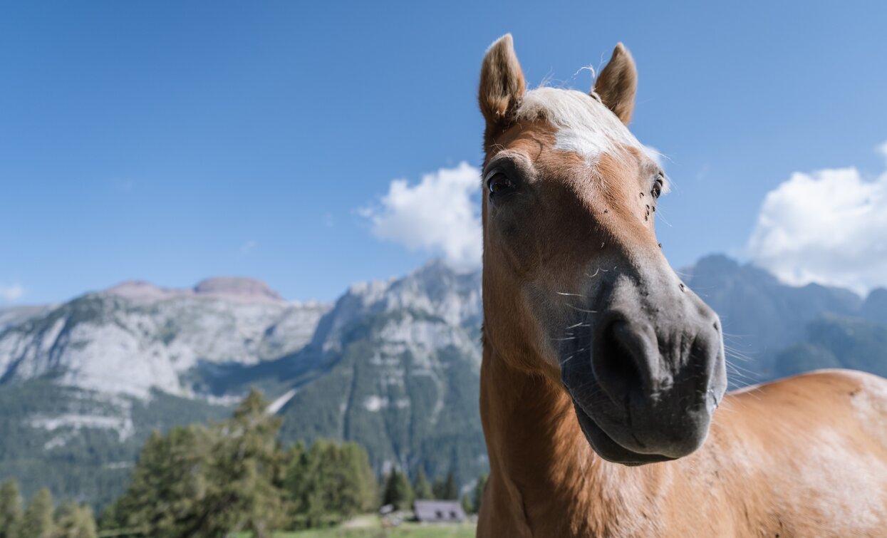 Malga Dimaro...alto là, chi va là? | © Giacomo Podetti, APT Valli di Sole, Peio e Rabbi