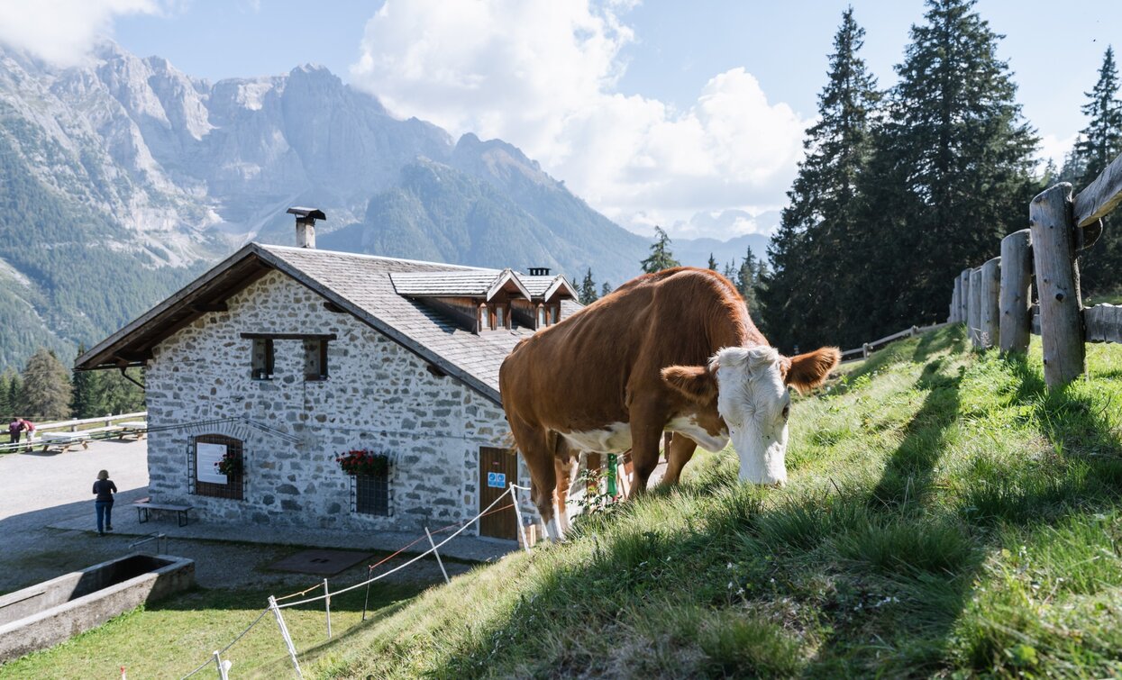 Dimaro-Alm | © Giacomo Podetti, APT - Valli di Sole, Peio e Rabbi