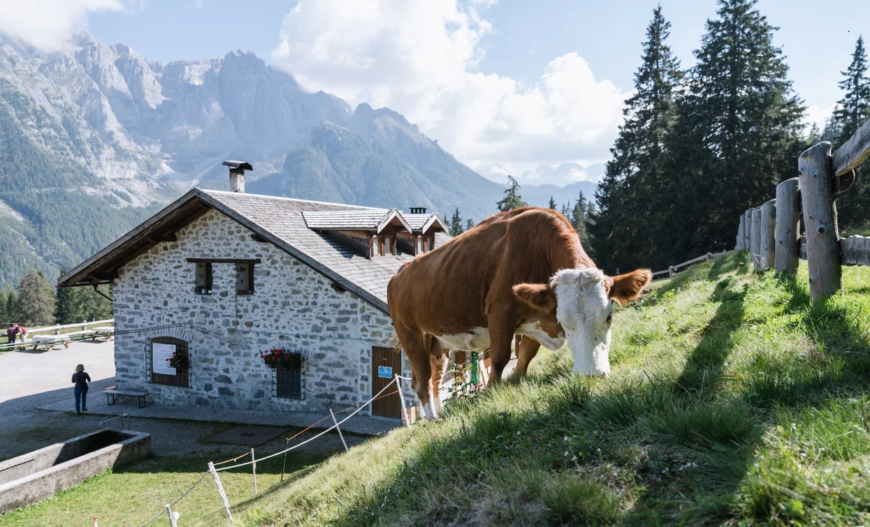 Dimaro Alpine Pasture | © Giacomo Podetti, APT Valli di Sole, Peio e Rabbi