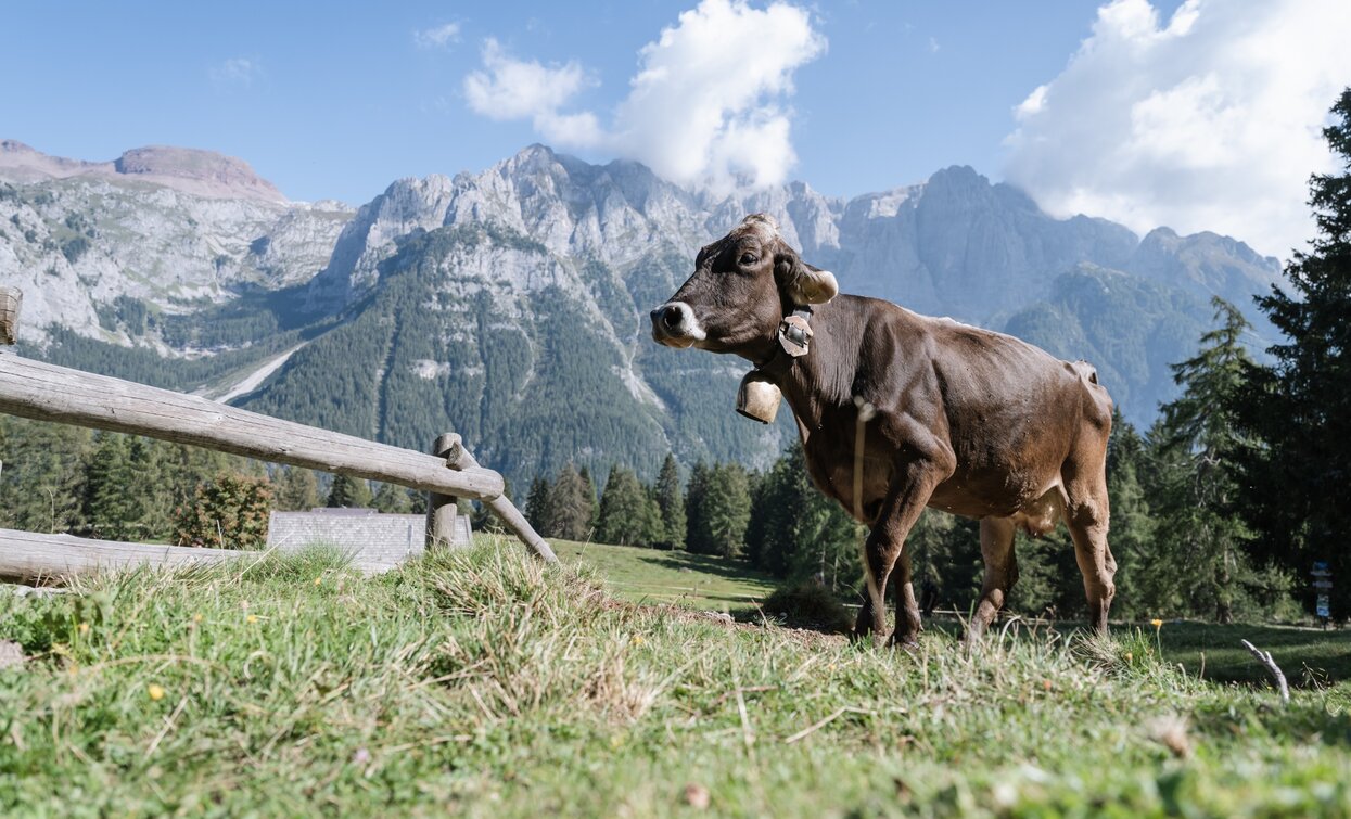 Malga Dimaro | © Giacomo Podetti, APT - Valli di Sole, Peio e Rabbi