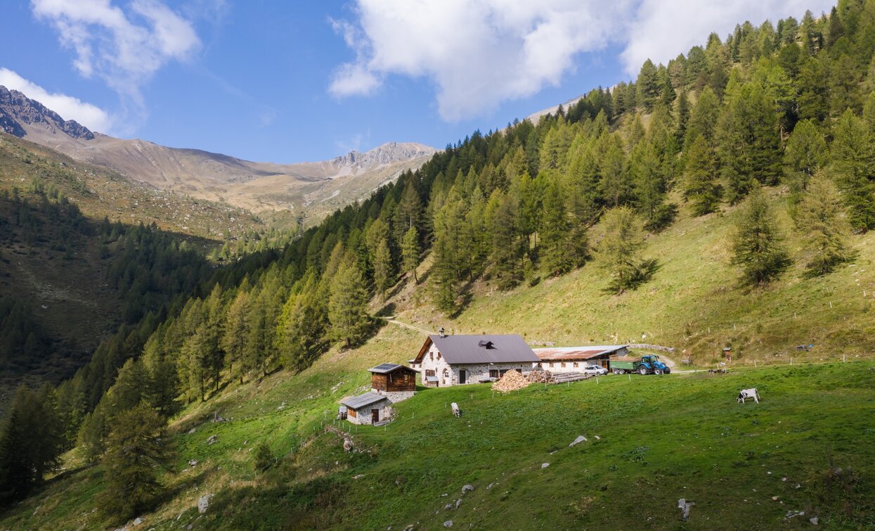 Malga Cercen Bassa in Val di Rabbi | © Giacomo Podetti, APT Valli di Sole, Peio e Rabbi