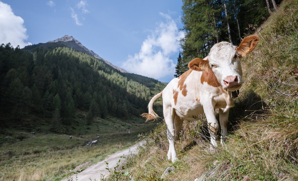 Val Cercen | © Giacomo Podetti, APT Valli di Sole, Peio e Rabbi