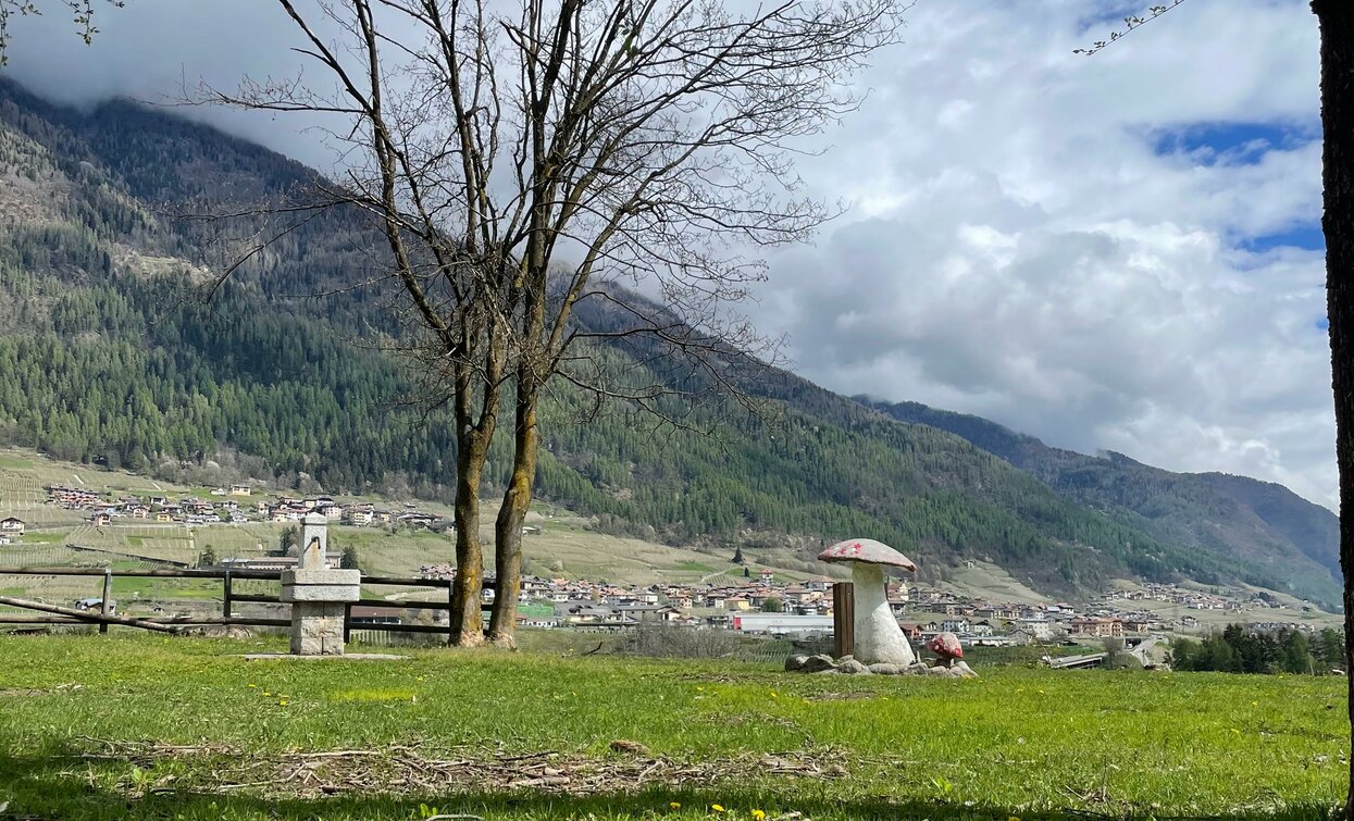 pineta "il Funghetto" | © Archivio Apt Val di Sole,Peio e Rabbi, APT Valli di Sole, Peio e Rabbi