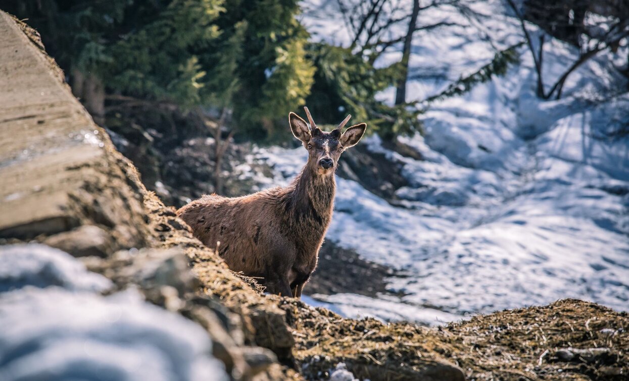 Area Faunistica | © T. Prugnola, APT Valli di Sole, Peio e Rabbi