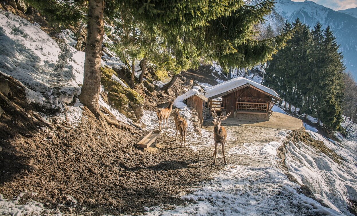 Tiergehege | © T. Prugnola , APT - Valli di Sole, Peio e Rabbi