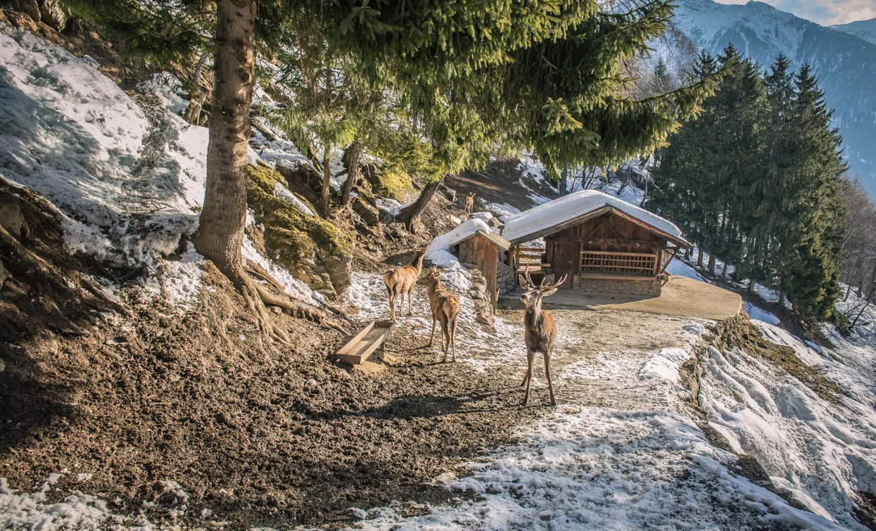 Tiergehege | © T. Prugnola , APT - Valli di Sole, Peio e Rabbi