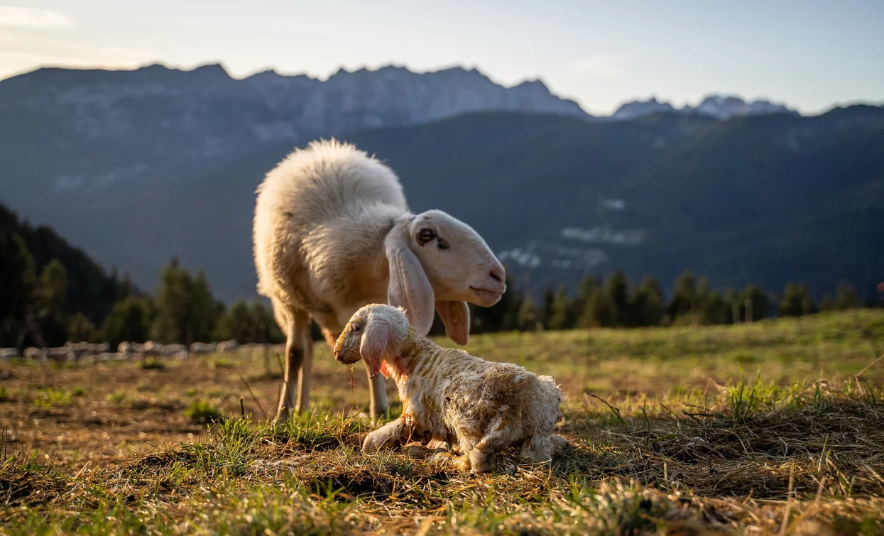 © Tommaso Prugnola , APT Valli di Sole, Peio e Rabbi