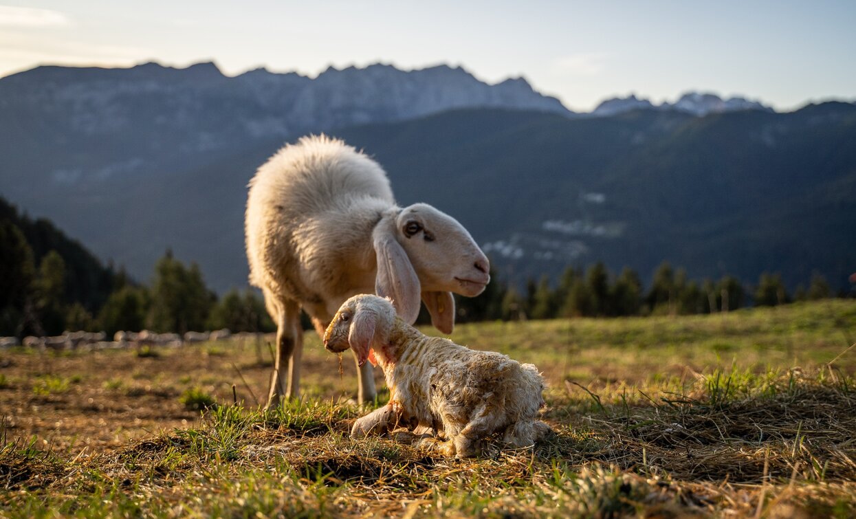 Sheep with a panoramic view | © Tommaso Prugnola , APT Valli di Sole, Peio e Rabbi