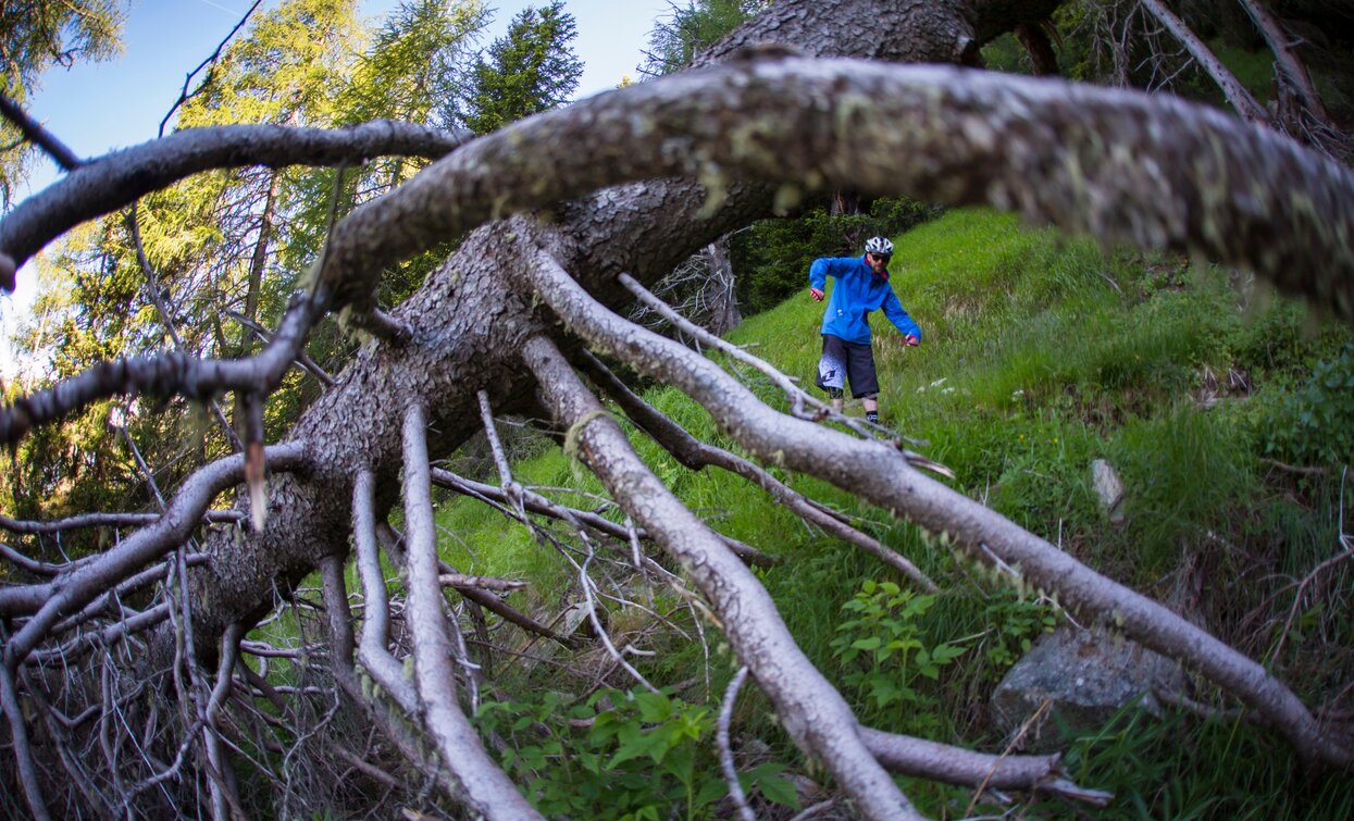 © M. Cappè, APT - Valli di Sole, Peio e Rabbi