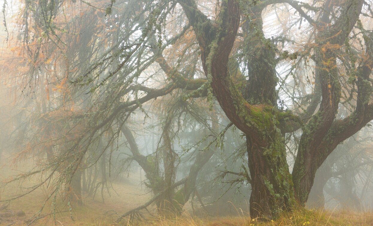 © Nicola Angeli, APT - Valli di Sole, Peio e Rabbi