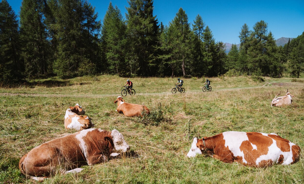 © Alice Russolo, APT Valli di Sole, Peio e Rabbi